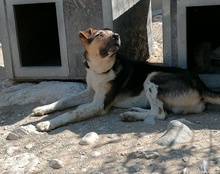 MILO, Hund, Mischlingshund in Kroatien - Bild 3
