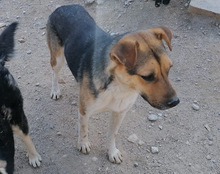 MILO, Hund, Mischlingshund in Kroatien - Bild 4