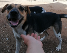 MILO, Hund, Mischlingshund in Kroatien - Bild 5