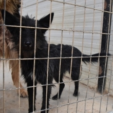 KIKA, Hund, Mischlingshund in Spanien - Bild 10