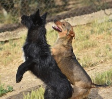KIKA, Hund, Mischlingshund in Spanien - Bild 11