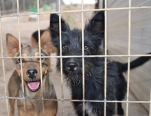 KIKA, Hund, Mischlingshund in Spanien - Bild 12