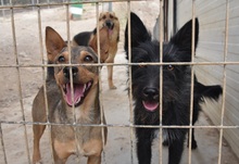KIKA, Hund, Mischlingshund in Spanien - Bild 13