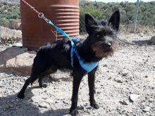 KIKA, Hund, Mischlingshund in Spanien - Bild 16