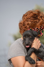 KIKA, Hund, Mischlingshund in Spanien - Bild 2