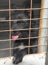 KIKA, Hund, Mischlingshund in Spanien - Bild 3