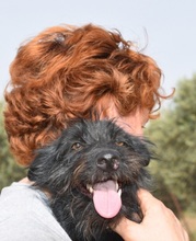 KIKA, Hund, Mischlingshund in Spanien - Bild 4