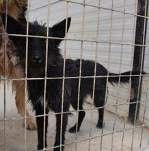 KIKA, Hund, Mischlingshund in Spanien - Bild 6