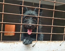 KIKA, Hund, Mischlingshund in Spanien - Bild 7