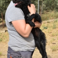 KIKA, Hund, Mischlingshund in Spanien - Bild 9