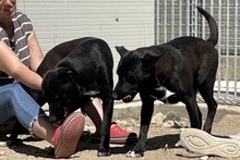 CORALLO, Hund, Mischlingshund in Italien - Bild 15