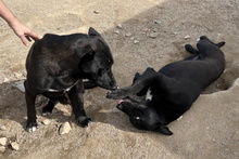 CORALLO, Hund, Mischlingshund in Italien - Bild 16
