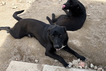 CORALLO, Hund, Mischlingshund in Italien - Bild 17