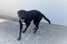 CIRILLO, Hund, Mischlingshund in Italien - Bild 10