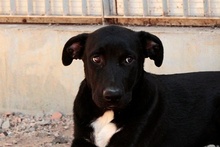 CIRILLO, Hund, Mischlingshund in Italien - Bild 18
