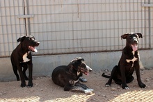 CIRILLO, Hund, Mischlingshund in Italien - Bild 23