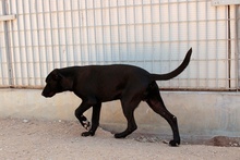 CIRILLO, Hund, Mischlingshund in Italien - Bild 24