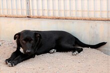 CIRILLO, Hund, Mischlingshund in Italien - Bild 27