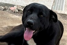 CIRILLO, Hund, Mischlingshund in Italien - Bild 6