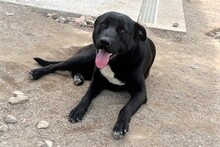 CIRILLO, Hund, Mischlingshund in Italien - Bild 8
