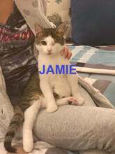 JAMIE, Katze, Europäisch Kurzhaar in Bulgarien - Bild 1