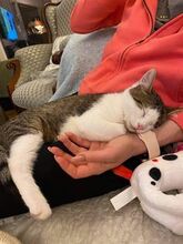 JAMIE, Katze, Europäisch Kurzhaar in Bulgarien - Bild 2