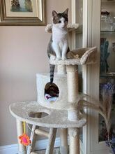 JAMIE, Katze, Europäisch Kurzhaar in Bulgarien - Bild 3