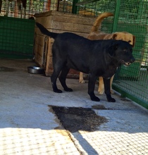 MAVIA, Hund, Mischlingshund in Kroatien - Bild 3
