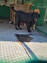 MAVIA, Hund, Mischlingshund in Kroatien - Bild 4