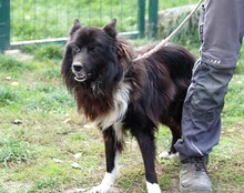ATHOS, Hund, Mischlingshund in Ungarn - Bild 1
