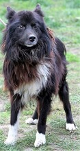 ATHOS, Hund, Mischlingshund in Ungarn - Bild 2