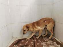 MIMOZA, Hund, Mischlingshund in Ungarn - Bild 2
