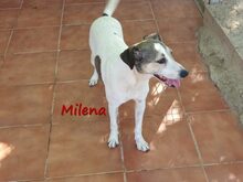 MILENA, Hund, Ratonero Bodeguero Andaluz in Greven - Bild 6