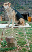 BRIAN, Hund, Mischlingshund in Italien - Bild 10