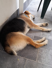 BRIAN, Hund, Mischlingshund in Italien - Bild 11