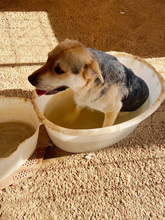 BRIAN, Hund, Mischlingshund in Italien - Bild 14