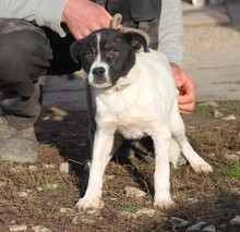 FINNY, Hund, Mischlingshund in Ungarn - Bild 3