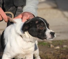 FINNY, Hund, Mischlingshund in Ungarn - Bild 4