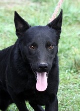 AROS, Hund, Mischlingshund in Ungarn - Bild 1