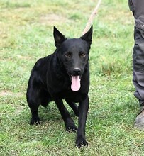 AROS, Hund, Mischlingshund in Ungarn - Bild 2
