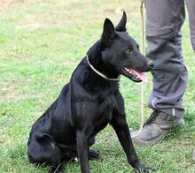 AROS, Hund, Mischlingshund in Ungarn - Bild 3