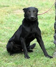 AROS, Hund, Mischlingshund in Ungarn - Bild 4
