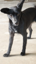 TESSA, Hund, Mischlingshund in Rumänien - Bild 3