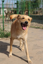 DIANA, Hund, Mischlingshund in Rumänien - Bild 1