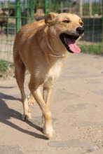 DIANA, Hund, Mischlingshund in Rumänien - Bild 2