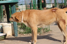 DIANA, Hund, Mischlingshund in Rumänien - Bild 3