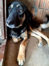JUNO, Hund, Mischlingshund in Rumänien - Bild 1