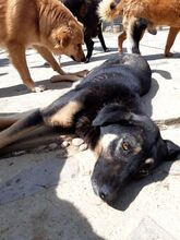 JUNO, Hund, Mischlingshund in Rumänien - Bild 2
