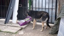 JUNO, Hund, Mischlingshund in Rumänien - Bild 3