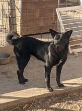 TAKA, Hund, Mischlingshund in Rumänien - Bild 1
